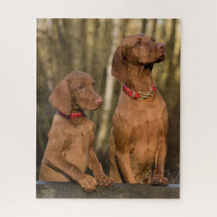 Vizsla Hound Dogs Jigsaw Puzzle