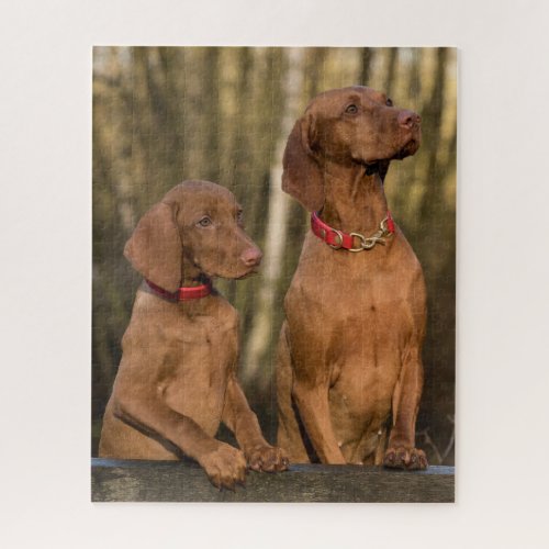 Vizsla Hound Dogs Jigsaw Puzzle