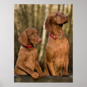Vizsla Hound Dogs Poster