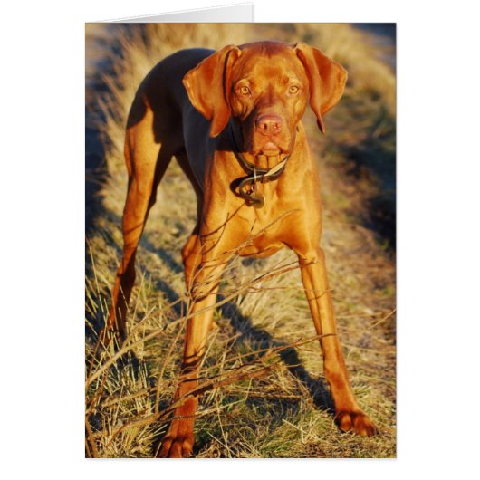 VIZSLA - IN THE SUN (Front)
