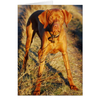 VIZSLA - IN THE SUN CARDS