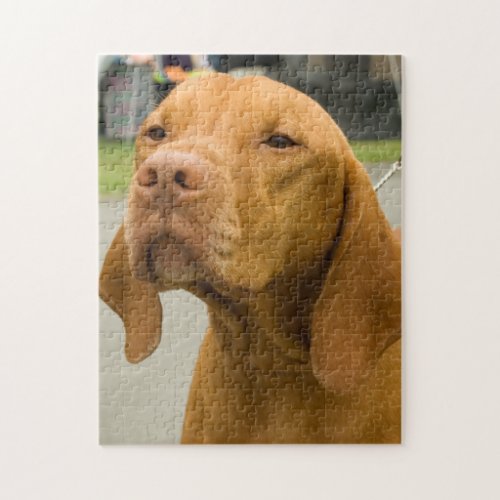 Vizsla Photo Jigsaw Puzzle