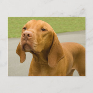 Vizsla Postcard
