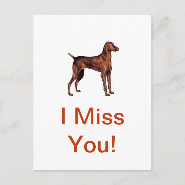 Vizsla Postcard (Front)