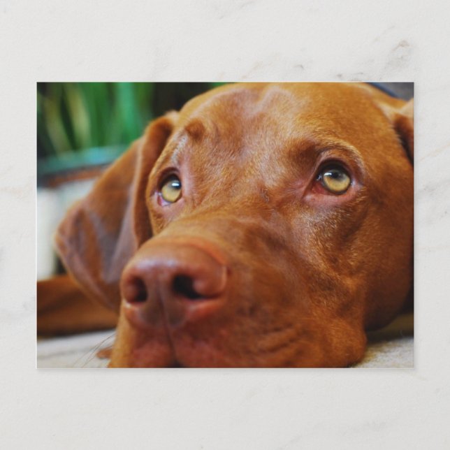 VIZSLA - postcard (Front)