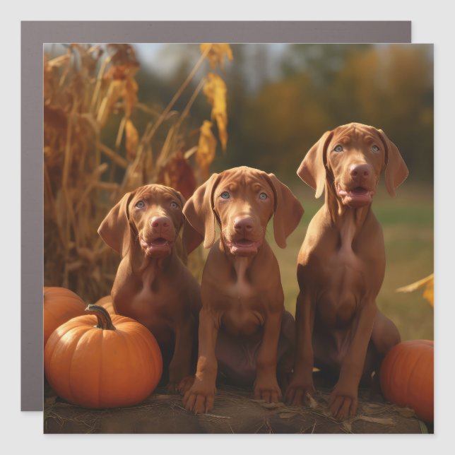 Vizsla Puppy Autumn Delight Pumpkin Car Magnet (Front)