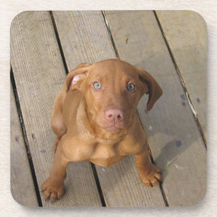 vizsla puppy drink coaster