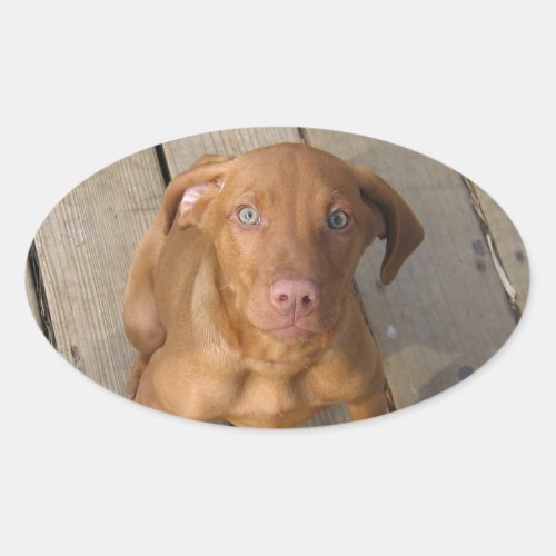 vizsla puppy oval sticker