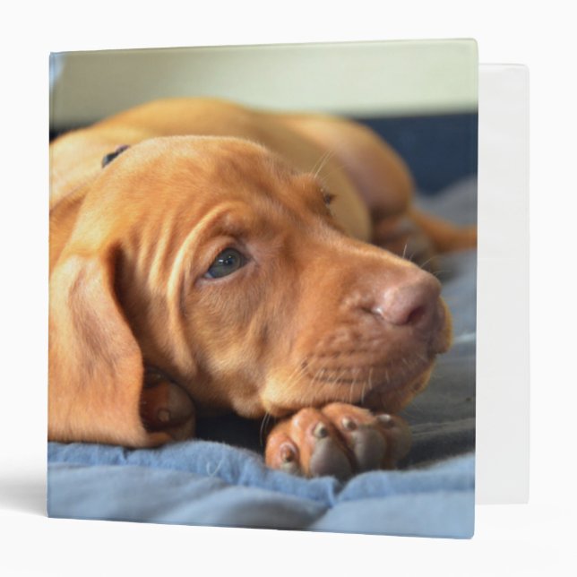 Vizsla Puppy Resting On Its Paw Binder (Front/Inside)