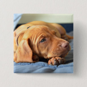 Vizsla Puppy Resting On Its Paw Button