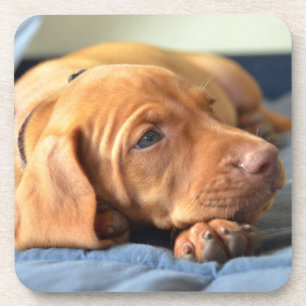Vizsla Puppy Resting On Its Paw Drink Coaster