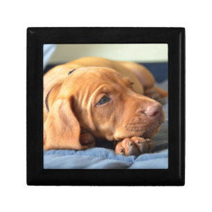 Vizsla Puppy Resting On Its Paw Jewelry Box