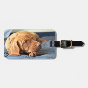 Vizsla Puppy Resting On Its Paw Luggage Tag
