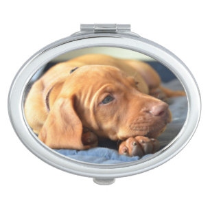 Vizsla Puppy Resting On Its Paw Mirror For Makeup