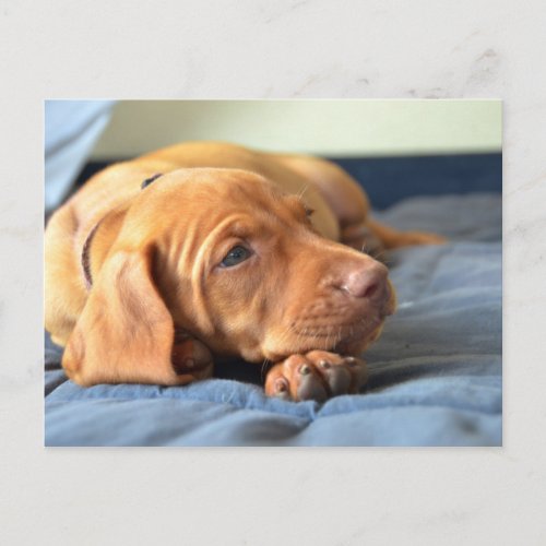 Vizsla Puppy Resting On Its Paw Postcard