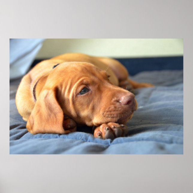 Vizsla Puppy Resting On Its Paw Poster (Front)