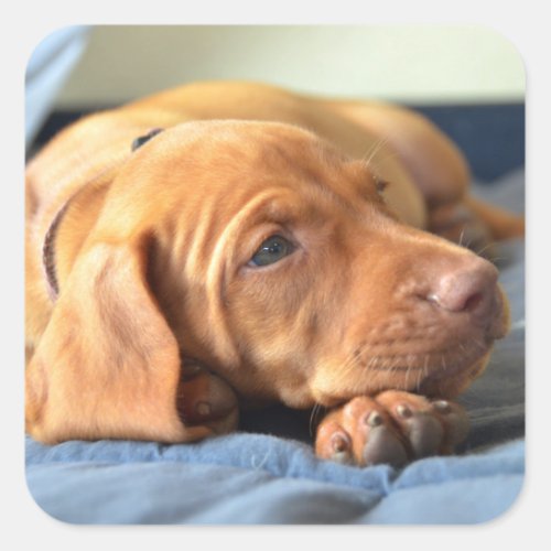 Vizsla Puppy Resting On Its Paw Square Sticker