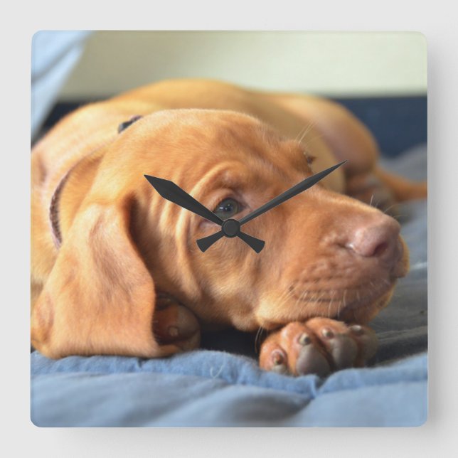 Vizsla Puppy Resting On Its Paw Square Wall Clock (Front)