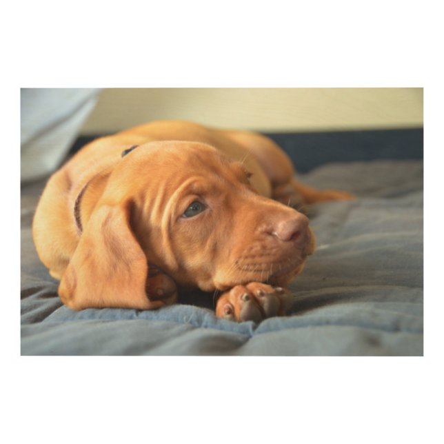 Vizsla Puppy Resting On Its Paw Wood Wall Art (Front)