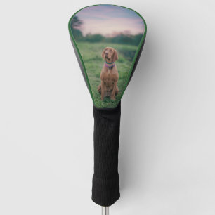 vizsla sitting golf head cover