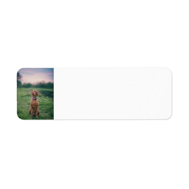 vizsla sitting label (Front)