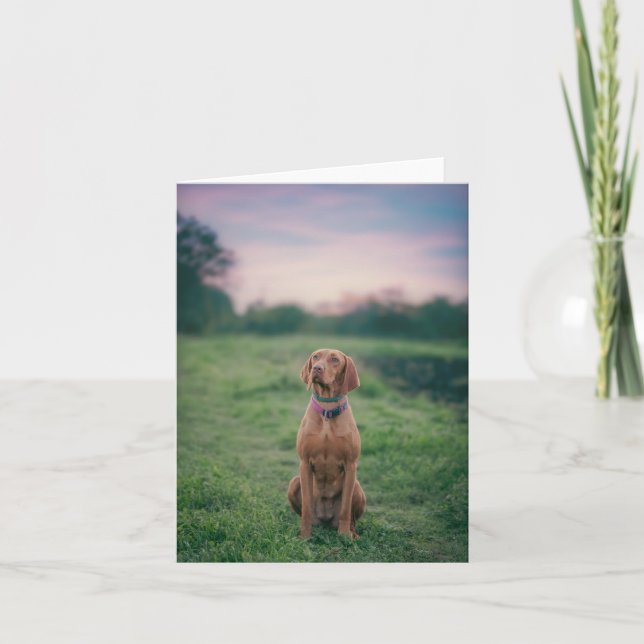vizsla sitting thank you card (Front)