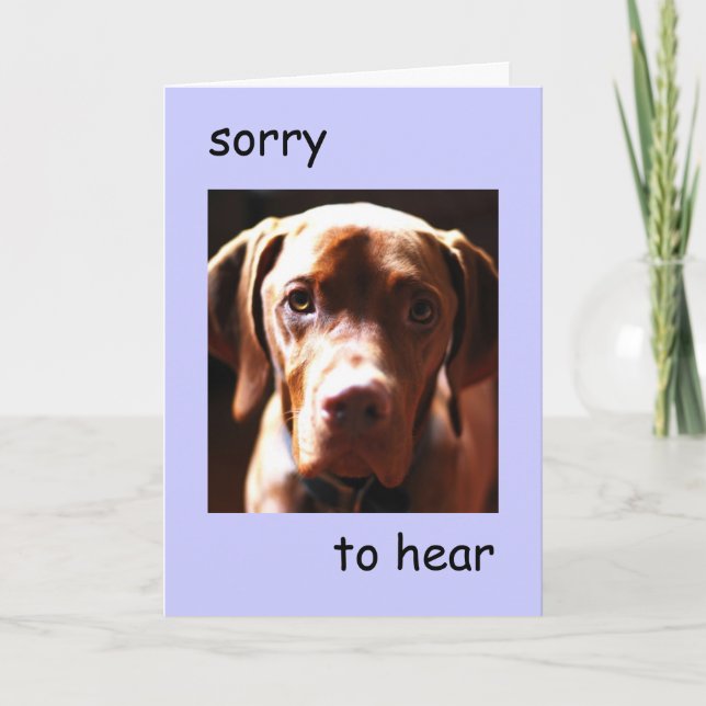 Vizsla - sorry to hear you're pawly card (Front)