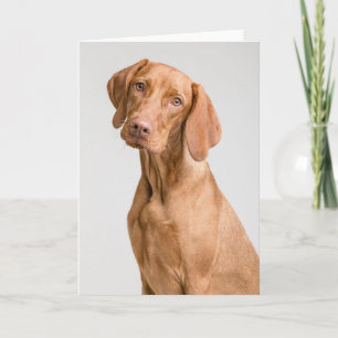 Vizsla Sporting Dog Letterpress Thank You Card