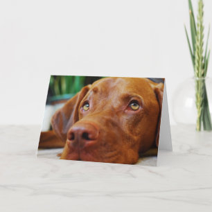 Vizsla - Thinking of you Card