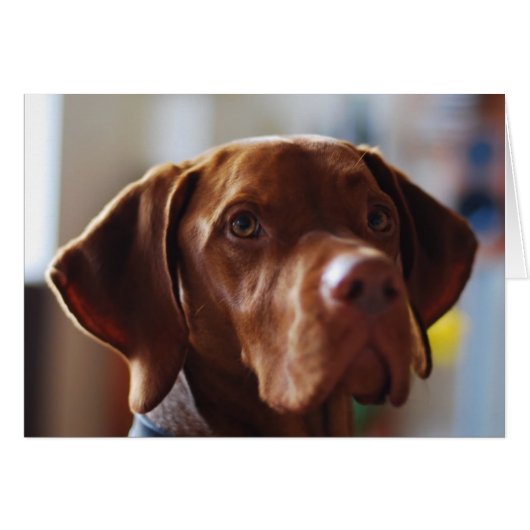 Vizsla - Where's my Mom? Cards (Front Horizontal)
