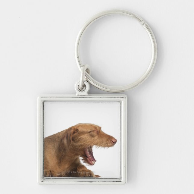 Vizsla yawning in front of white back ground keychain (Front)