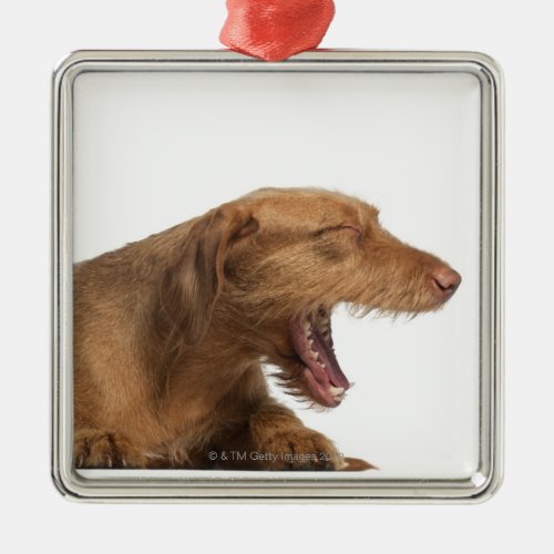 Vizsla yawning in front of white back ground metal ornament