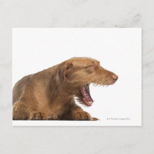 Vizsla yawning in front of white back ground postcard