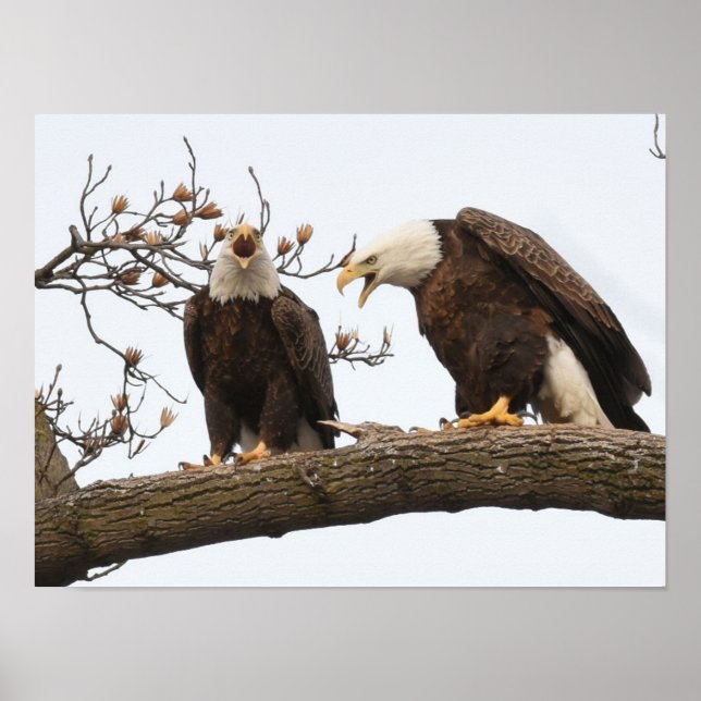 Vocalizing Bald Eagle Pair Poster (Front)