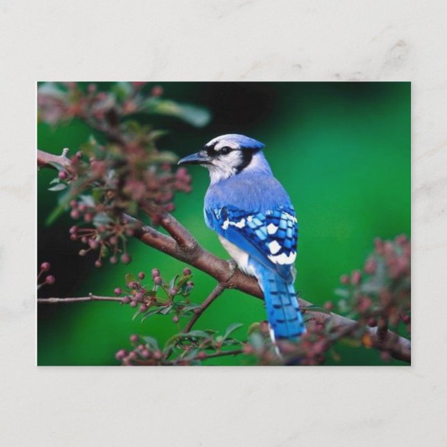 vogel postcard (Front)