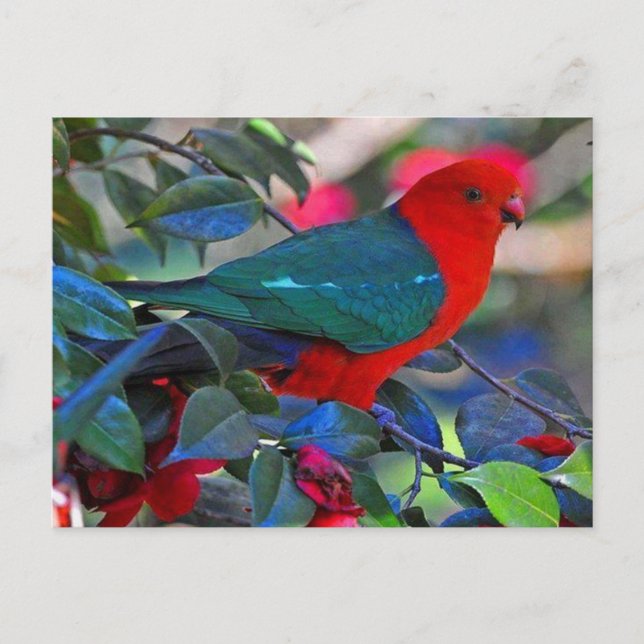 vogel postcard (Front)