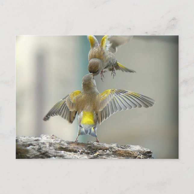 vogels postcard (Front)