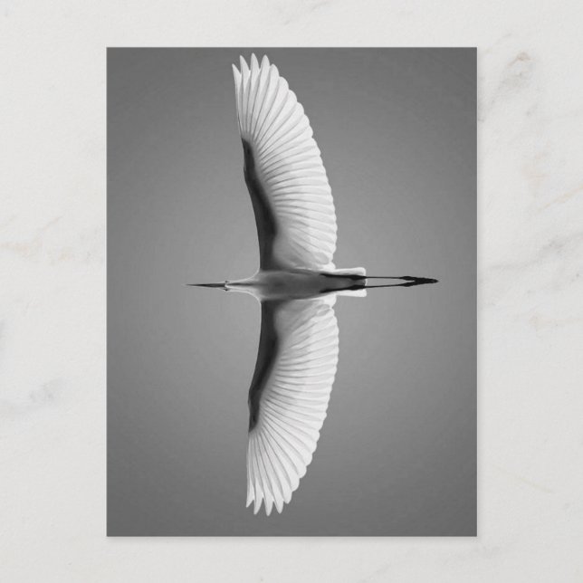 Vol oiseau grandes ailes postcard (Front)
