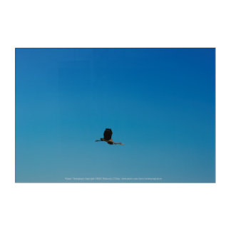 Volant Acrylic Print
