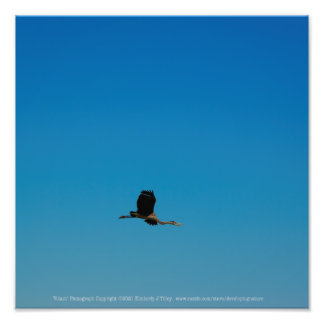 Volant Photo Print