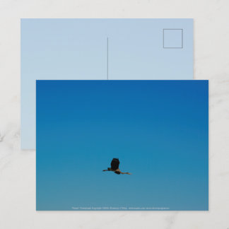 Volant Postcard