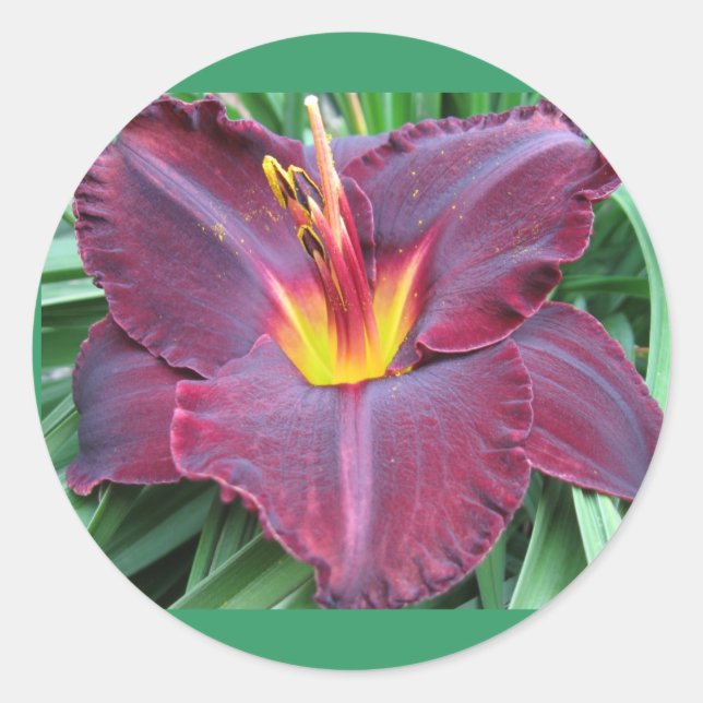 Volcanic Daylily Sticker (Front)