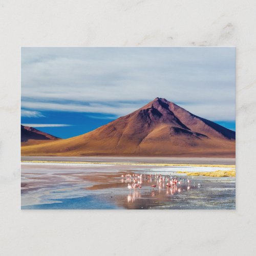 Volcano and Flamingoes Postcard