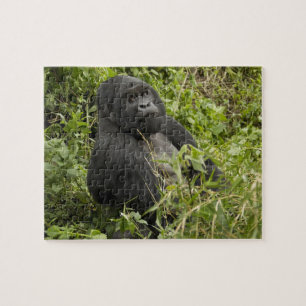 Volcanoes National Park, Mountain Gorilla Jigsaw Puzzle