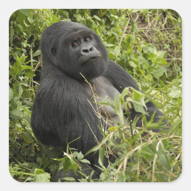 Volcanoes National Park, Mountain Gorilla Square Sticker (Front)