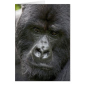 Volcanoes NP, Rwanda, Mountain Gorillas, (Front)