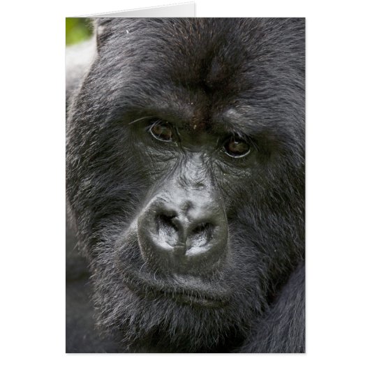 Volcanoes NP, Rwanda, Mountain Gorillas, Cards (Front)
