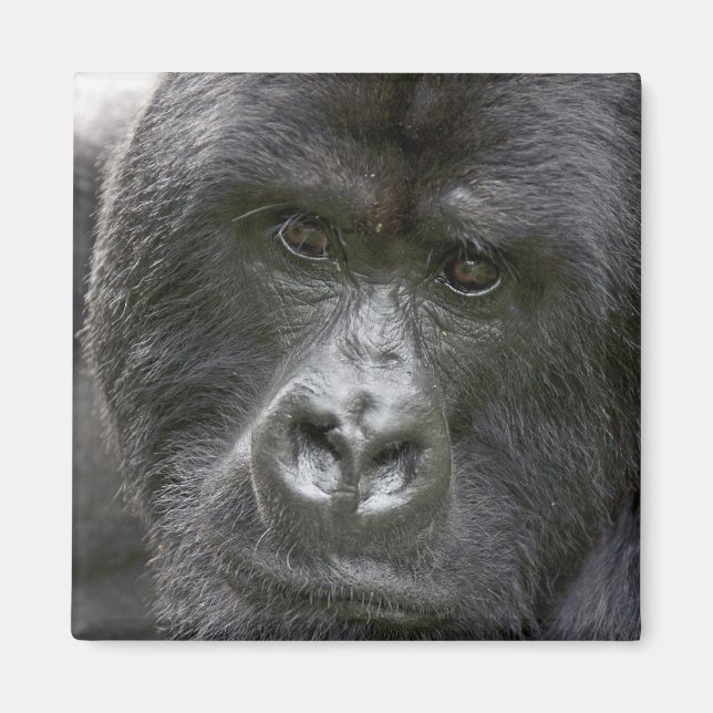 Volcanoes NP, Rwanda, Mountain Gorillas, Magnet (Front)