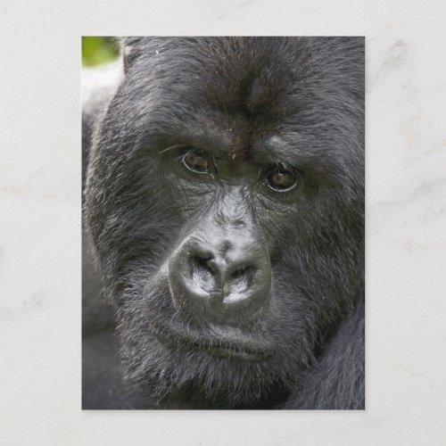 Volcanoes NP Rwanda Mountain Gorillas Postcard