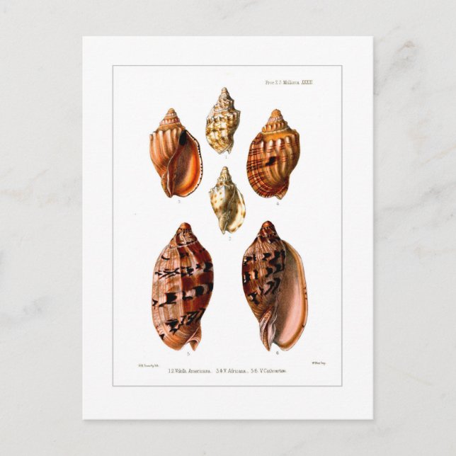 Voluta Shells Postcard (Front)